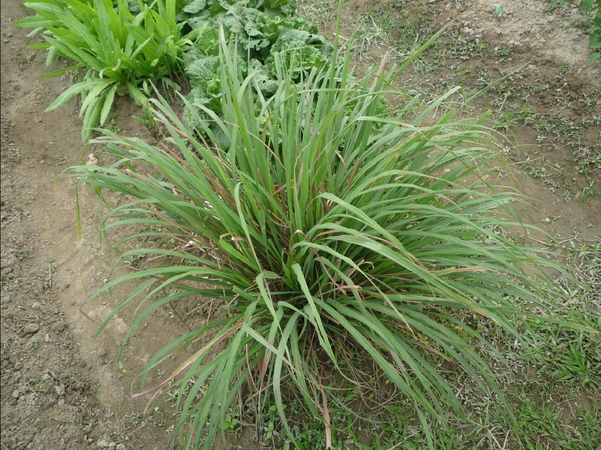 20101127 THE Organic Farm54